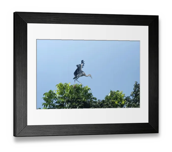 Framed Print : An Asian Openbill stork (Anastomus oscitans) on a tree branch Framed Print : An Asian Openbill stork (Anastomus oscitans) on a tree branch
