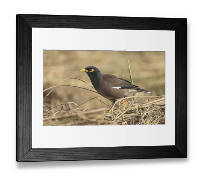 Framed Print : A Common Myna (Acridotheres tristis)