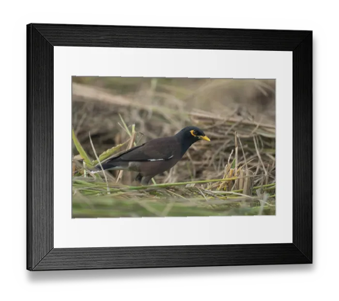 Framed Print : A Common Myna (Acridotheres tristis)