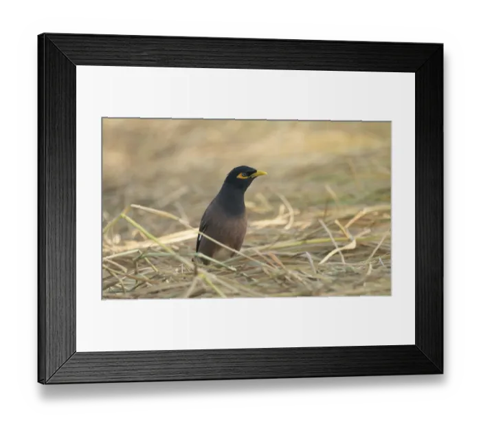 Framed Print : A Common Myna (Acridotheres tristis) Framed Print : A Common Myna (Acridotheres tristis)