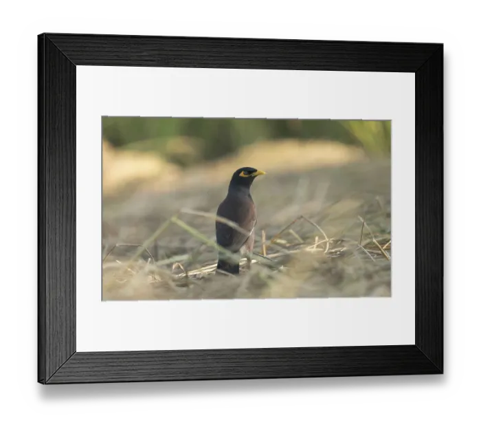 Framed Print : A Common Myna (Acridotheres tristis)