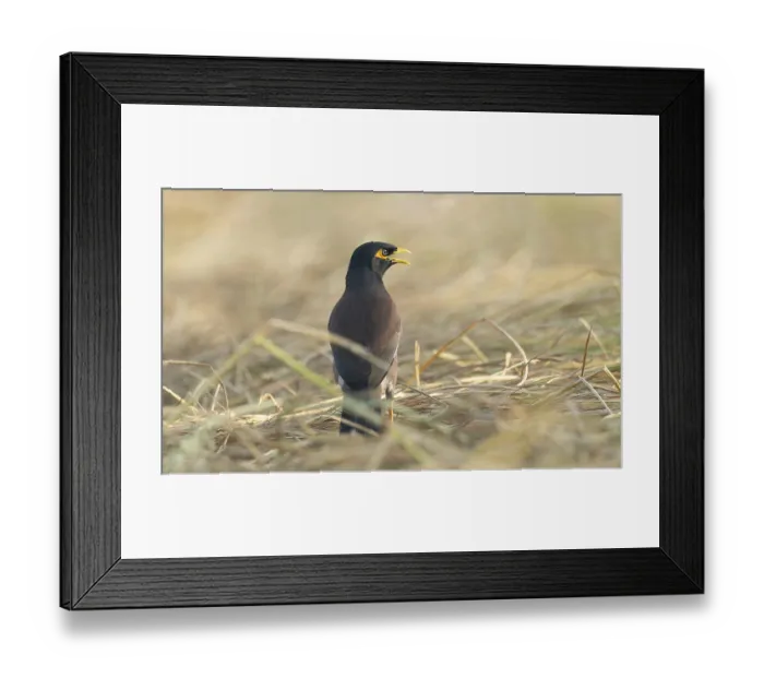 Framed Print : A Common Myna (Acridotheres tristis)