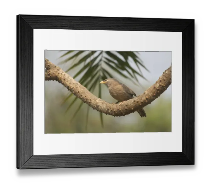 Framed Print : A jungle babbler (Argya striata) on a tree branch Framed Print : A jungle babbler (Argya striata) on a tree branch
