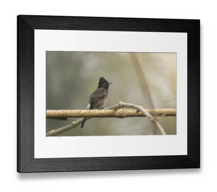 Framed Print : A Red-vented Bulbul (Pycnonotus cafer) on a tree branch