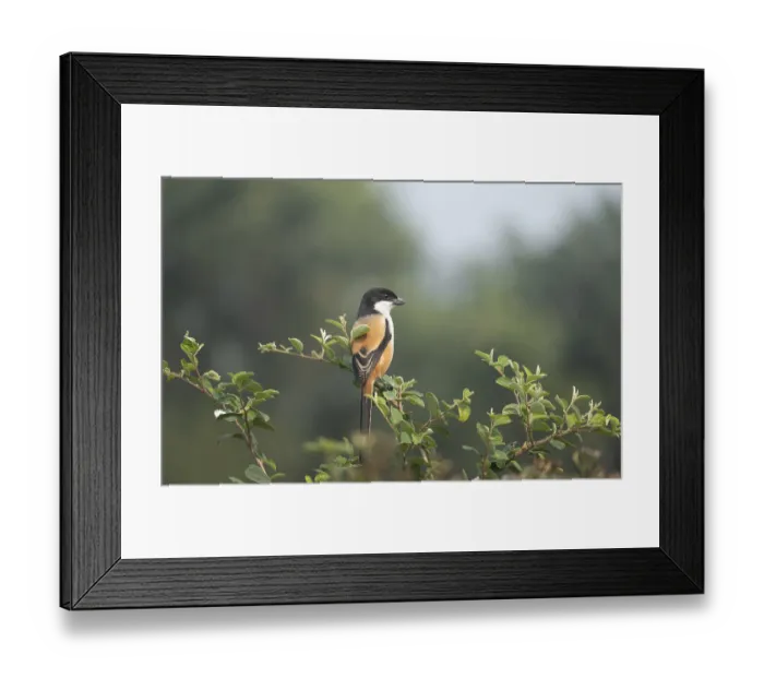 Framed Print : A long-tailed shrike or rufous-backed shrike (Lanius schach) on a tree branch