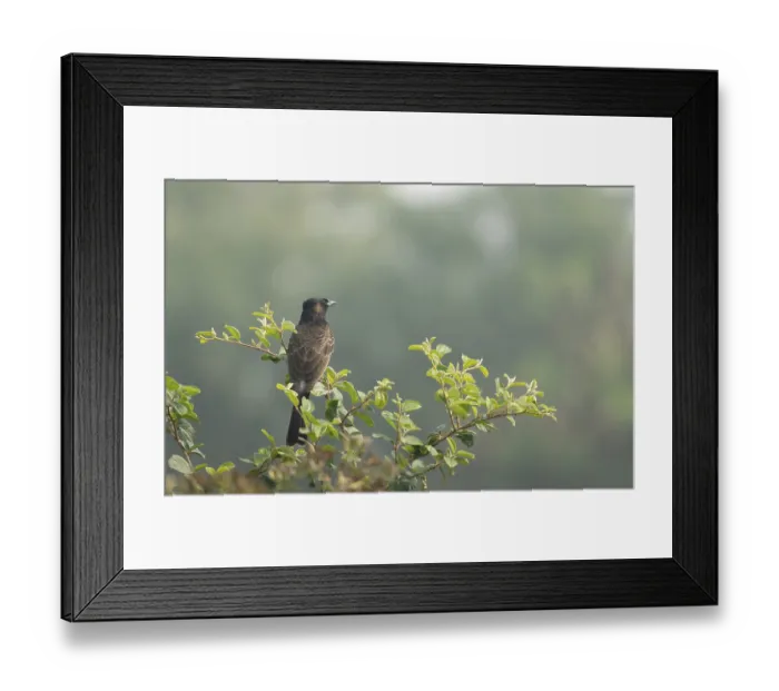 Framed Print : A Red-vented Bulbul (Pycnonotus cafer) on a tree branch Framed Print : A Red-vented Bulbul (Pycnonotus cafer) on a tree branch
