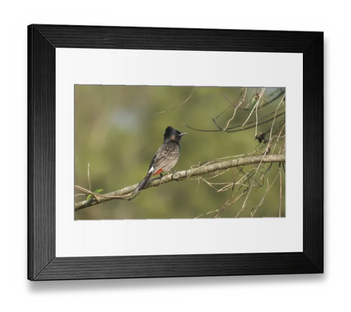 Framed Print : A Red-vented Bulbul (Pycnonotus cafer) on a tree branch