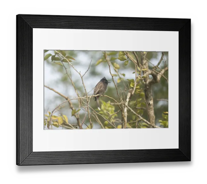 Framed Print : A Red-vented Bulbul (Pycnonotus cafer) on a tree branch Framed Print : A Red-vented Bulbul (Pycnonotus cafer) on a tree branch