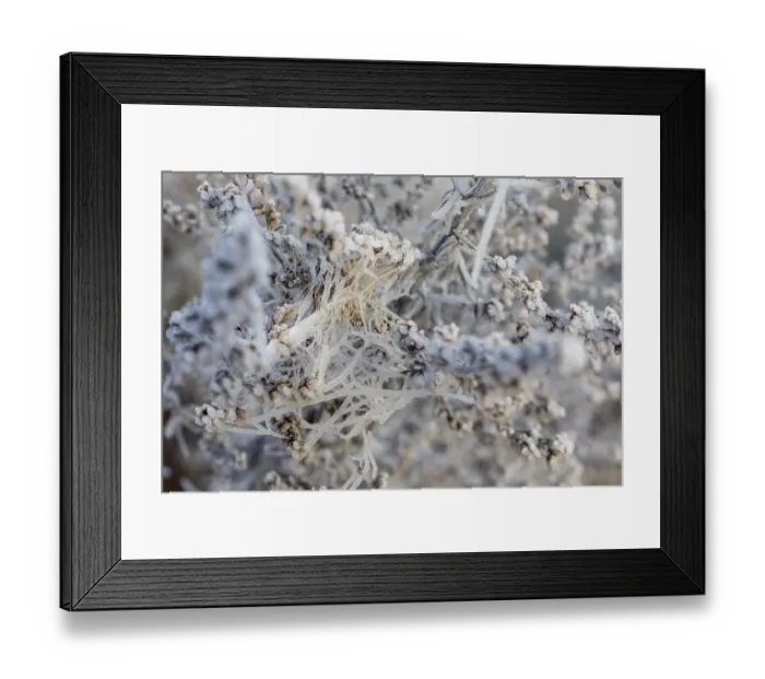 Framed Print : Many cobwebs on old plants covered with hoarfrost