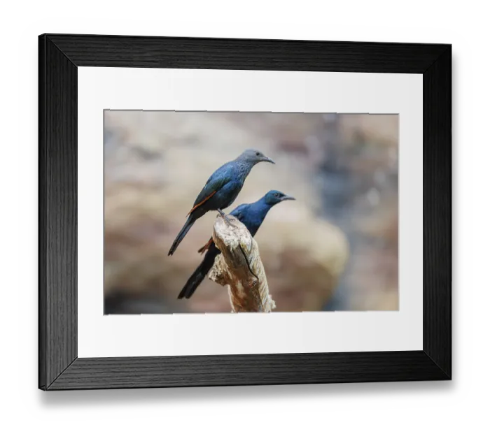 Framed Print : A female and a male red-winged starling (Onychognathus morio) sit side by side on a branch