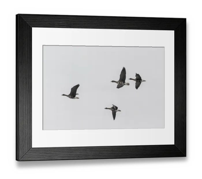 Framed Print : White-fronted geese (Anser albifrons)