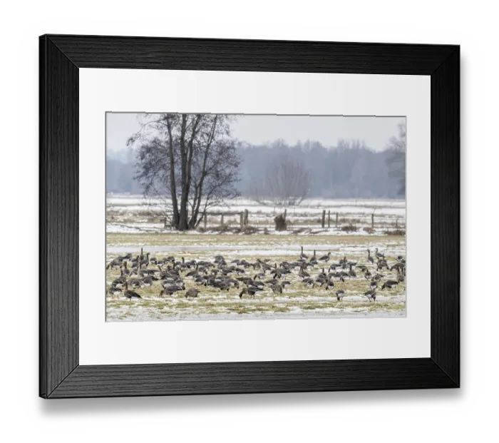 Framed Print : White-fronted geese (Anser albifrons)