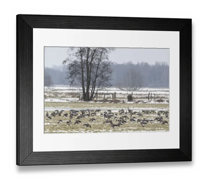 Framed Print : White-fronted geese (Anser albifrons) Framed Print : White-fronted geese (Anser albifrons)