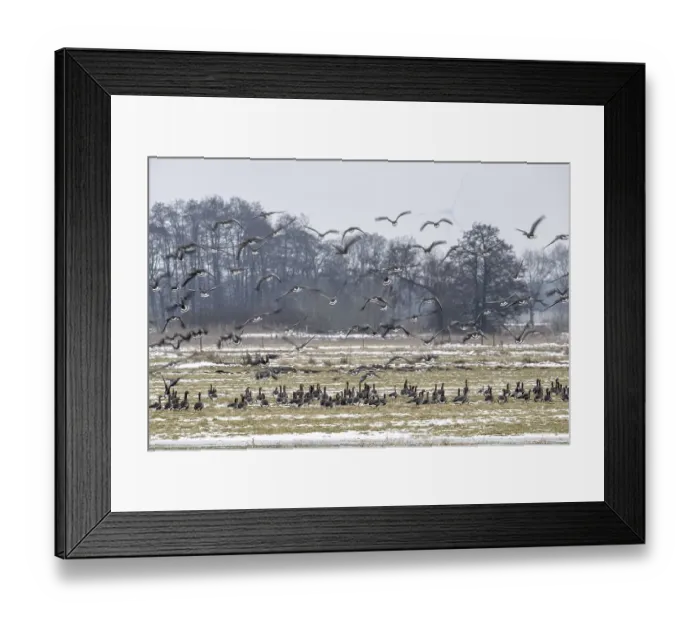 Framed Print : White-fronted geese (Anser albifrons)
