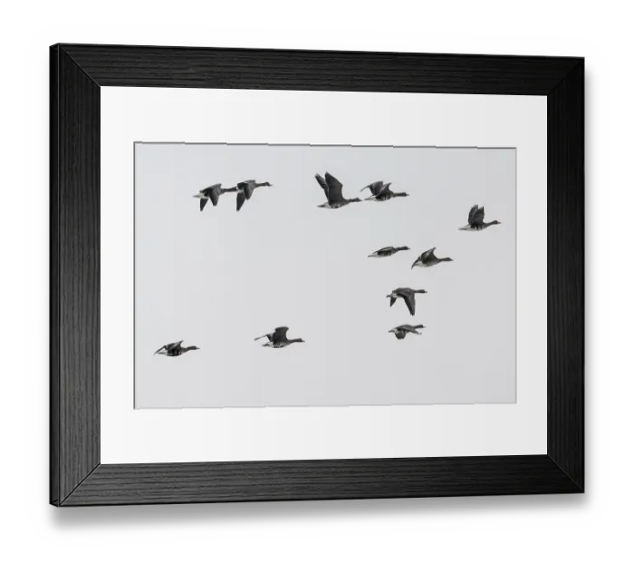 Framed Print : White-fronted geese (Anser albifrons)