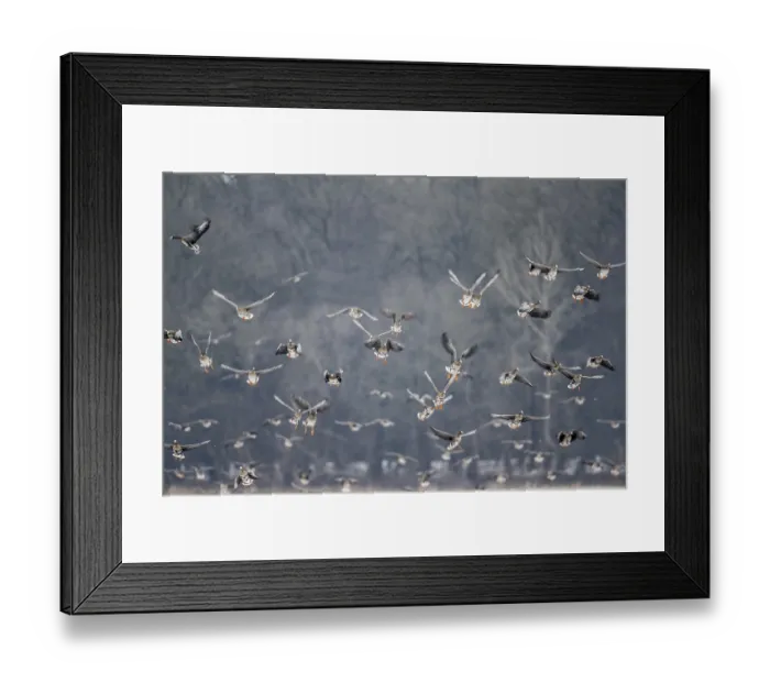 Framed Print : White-fronted geese (Anser albifrons)