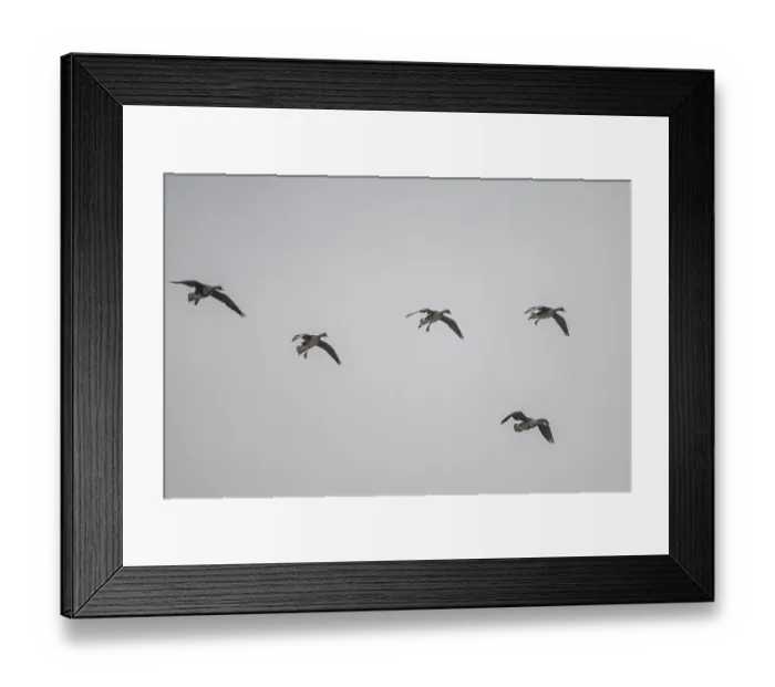 Framed Print : White-fronted geese (Anser albifrons)