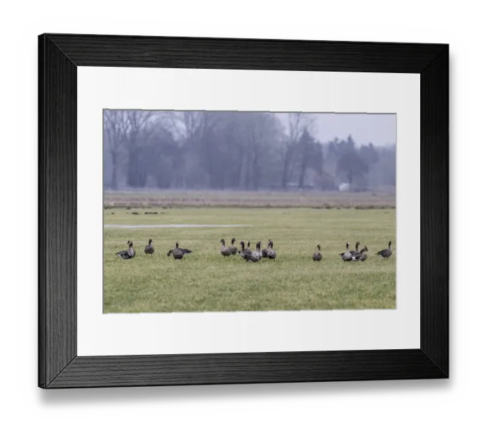 Framed Print : White-fronted geese (Anser albifrons)