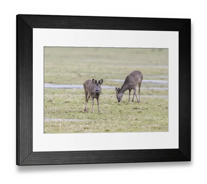 Framed Print : Roe deer (Capreolus capreolus)