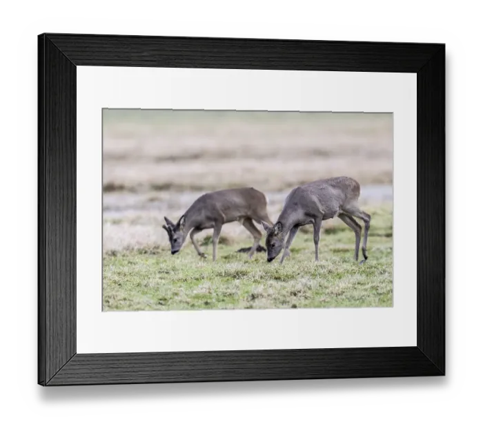 Framed Print : Roe deer (Capreolus capreolus) Framed Print : Roe deer (Capreolus capreolus)