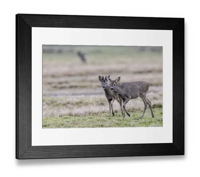 Framed Print : Roe deer (Capreolus capreolus) Framed Print : Roe deer (Capreolus capreolus)