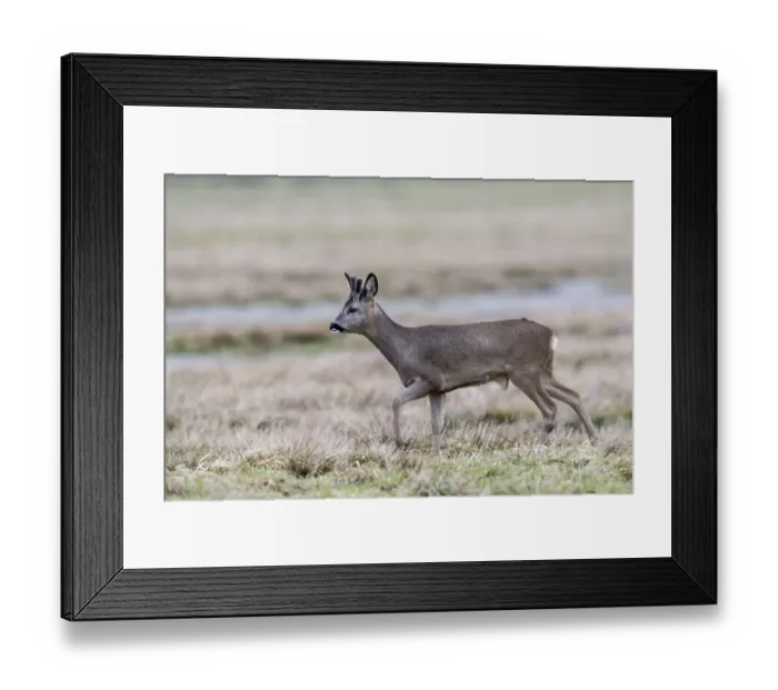 Framed Print : Roe deer (Capreolus capreolus) Framed Print : Roe deer (Capreolus capreolus)