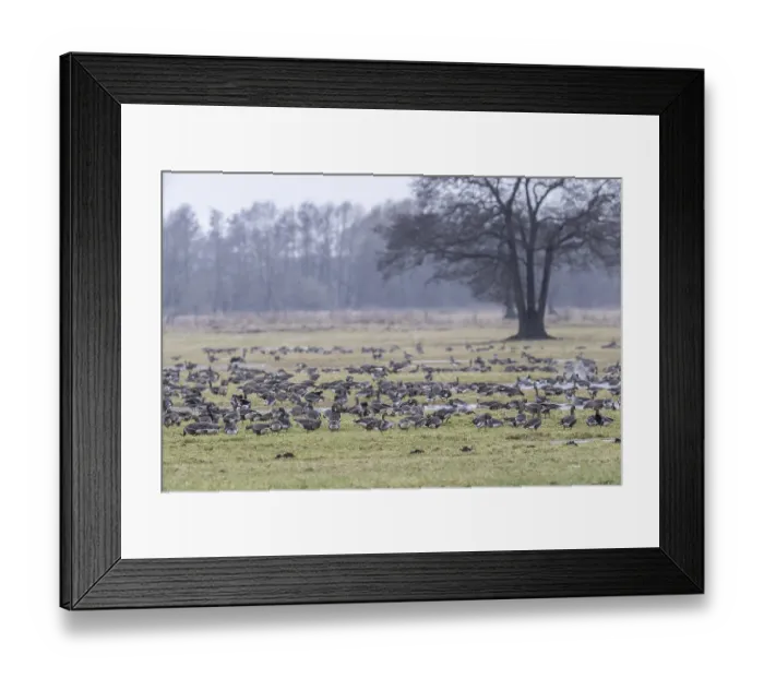 Framed Print : White-fronted geese (Anser albifrons) Framed Print : White-fronted geese (Anser albifrons)