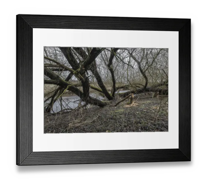 Framed Print : Feeding traces of beavers (Castor fieber) on willows (Salix)