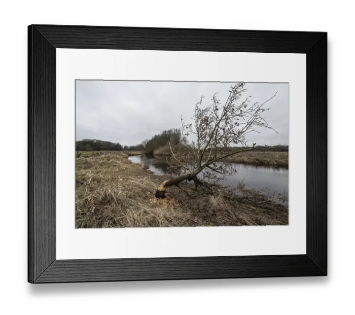 Framed Print : Feeding traces of beavers (Castor fieber) on willows (Salix) Framed Print : Feeding traces of beavers (Castor fieber) on willows (Salix)