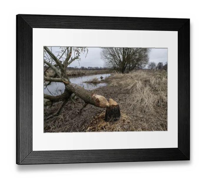 Framed Print : Feeding traces of beavers (Castor fieber) on willows (Salix)