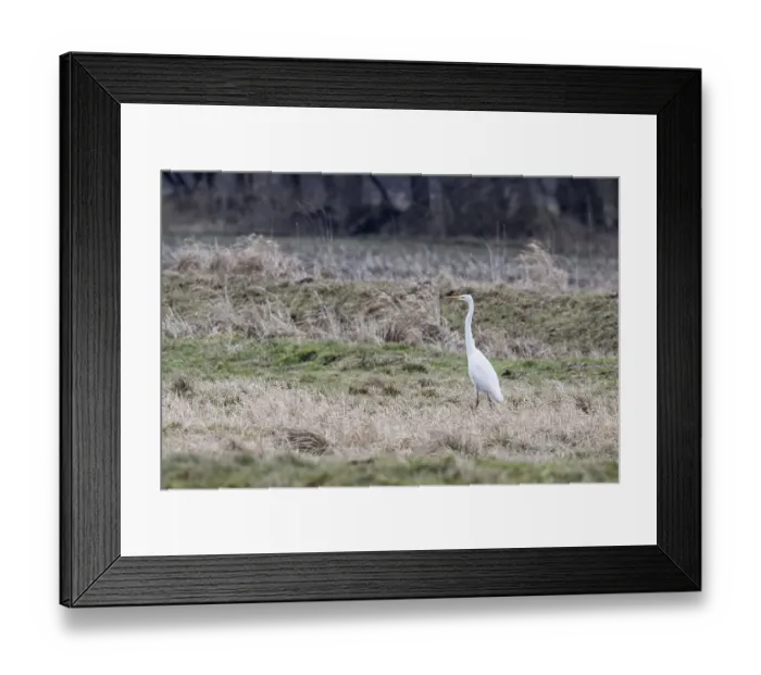 Framed Print : Great White Egret (Ardea alba) Framed Print : Great White Egret (Ardea alba)