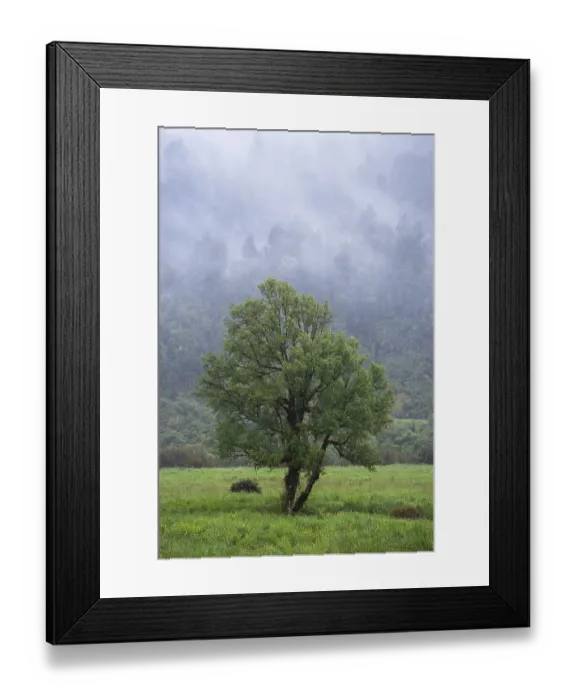 Framed Print : A tree in a meadow with forest and rising clouds in the background Framed Print : A tree in a meadow with forest and rising clouds in the background