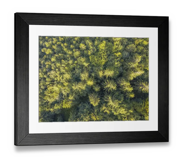Framed Print : Sunny summer day and dense spruce forest Framed Print : Sunny summer day and dense spruce forest