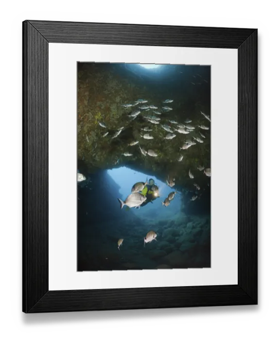 Framed Print : Diver and sea bream in cave, Diplodus vulgaris