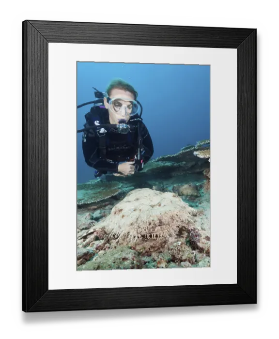 Framed Print : Diver and Fringed Wobbegong, Eucrossorhinchus dasypogon