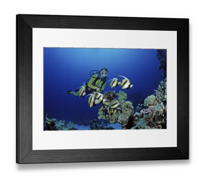 Framed Print : Diver and bannerfish, Red Sea bannerfish