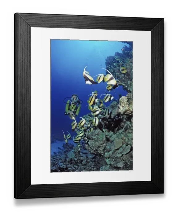 Framed Print : Diver and bannerfish, Red Sea bannerfish