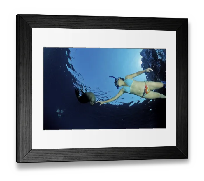 Framed Print : California sea lion and snorkeller