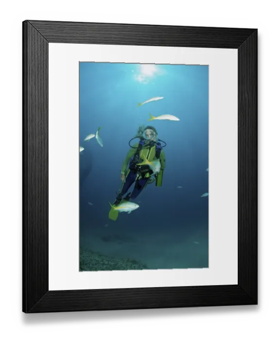 Framed Print : Yellowtail snapper and diver, Ocyurus chrysurus