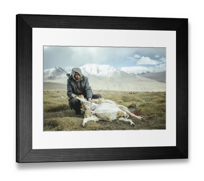 Framed Print : Man skinning a slaughtered sheep