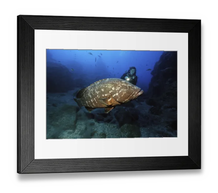 Framed Print : Diver looking at swims very close to very large specimen of dusky grouper (Epinephelus marginatus)