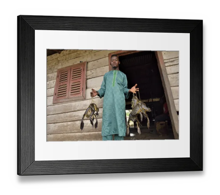 Framed Print : Frog catcher with live Goliath frogs (Conraua goliath)