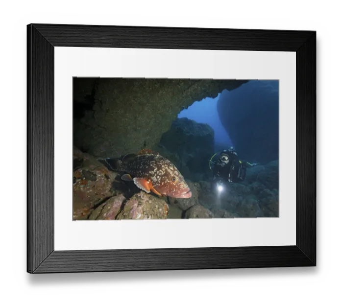 Framed Print : Diver watching a Dusky Grouper (Epinephelus marginatus)