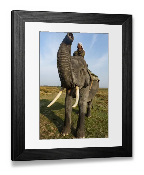 Framed Print : Asian elephant (Elephas maximus)