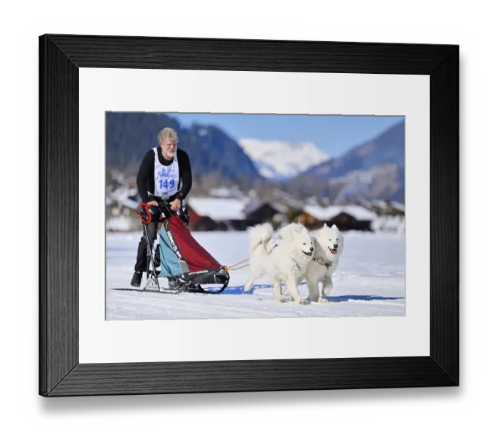 Framed Print : Musher with two Samoyed huskies at the sled dog race in Lenk in 2022