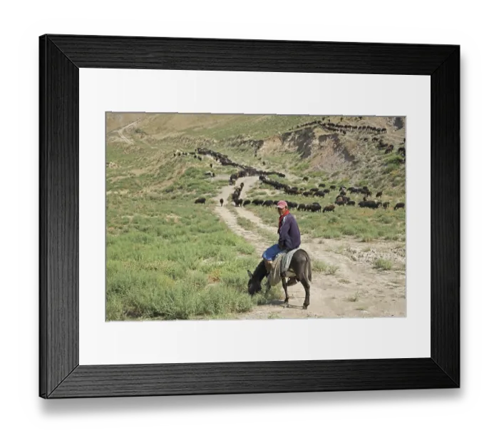 Framed Print : Uzbek shepherd riding on donkey while herding flock of sheep in rural Uzbekistan Framed Print : Uzbek shepherd riding on donkey while herding flock of sheep in rural Uzbekistan