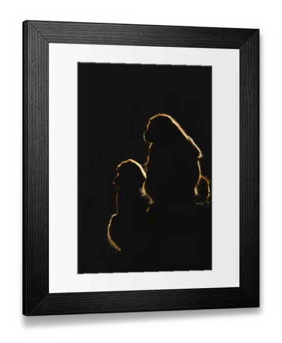 Framed Print : Djelada or gelada baboon (Theropithecus gelada)