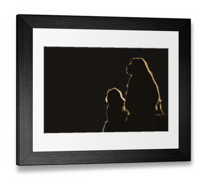 Framed Print : Djelada or gelada baboon (Theropithecus gelada)