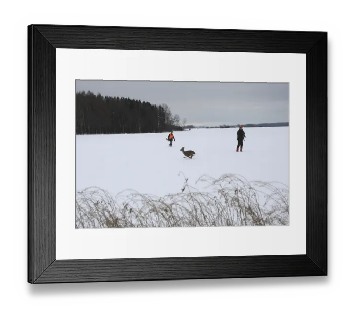 Framed Print : European roe deer (Capreolus capreolus) running between hunters across a snow-covered meadow