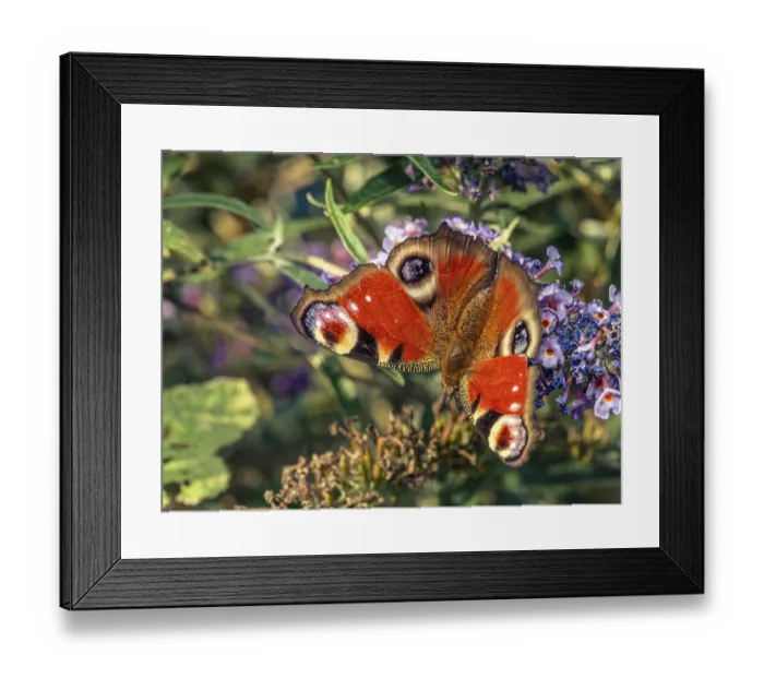 Framed Print : Closeup shot of European Peacock Butterfly resting on buddleia flower